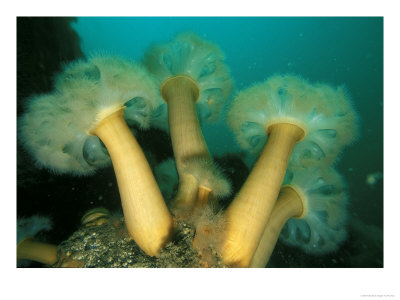 Plumose Anemone, Risga Pinnacle, Scotland by Paul Kay Pricing Limited Edition Print image