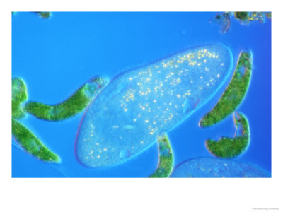 Paramecium Caudatum & Euglena Species by Richard Kirby Pricing Limited Edition Print image