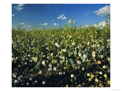 Mature Cotton Field, Palo Verde, California, Usa by Chuck Haney Pricing Limited Edition Print image