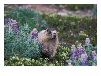 Hoary Marmot Feeding On Silky Lupine In Kenai Fjords National Park, Alaska, Usa by Steve Kazlowski Pricing Limited Edition Print image