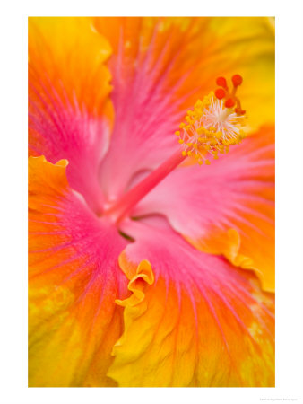 Pink And Yellow Hibiscus, San Francisco, California, Usa by Julie Eggers Pricing Limited Edition Print image