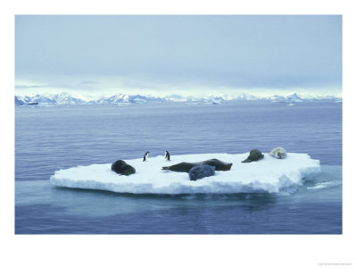 Seals And Penguins On Ice Floe, Antarctica by Ben Osborne Pricing Limited Edition Print image