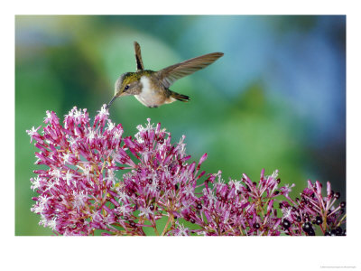 Volcano Hummingbird At Fuchsia Microphylla, Scrub And Paramo Above 1, Cerro De La Muerte, Costa Ric by Michael Fogden Pricing Limited Edition Print image