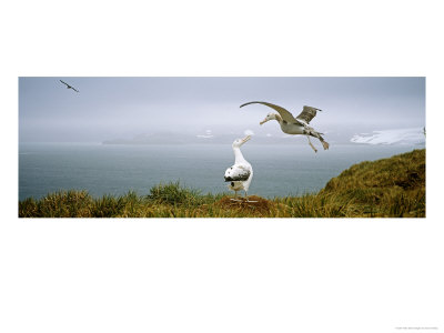 Wandering Albatross, Pair, Bay Of Isles, South Georgia by David Tipling Pricing Limited Edition Print image