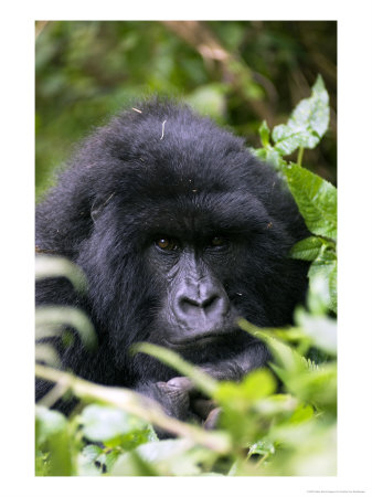 Mountain Gorilla, Portrait, Volcanoes National Park, Rwanda by Ariadne Van Zandbergen Pricing Limited Edition Print image