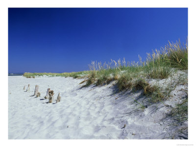 Sand Dunes And Marram Grass, West Sussex, Uk by Ian West Pricing Limited Edition Print image
