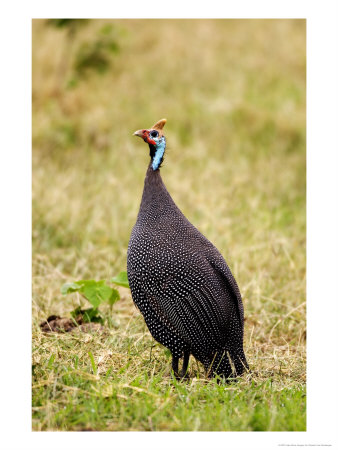 Helmeted Guineafowl, Arusha National Park, Tanzania by Ariadne Van Zandbergen Pricing Limited Edition Print image