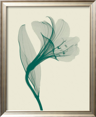 Alstromeria I by Steven N. Meyers Pricing Limited Edition Print image