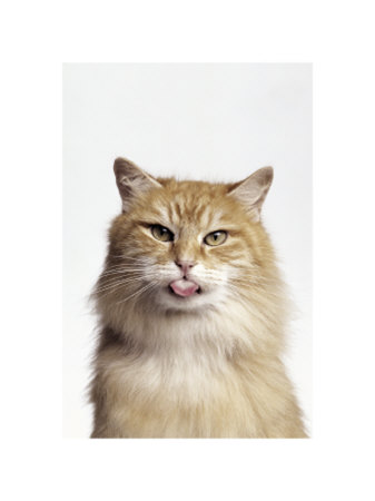 Rude Cat by Vikki Hart Pricing Limited Edition Print image