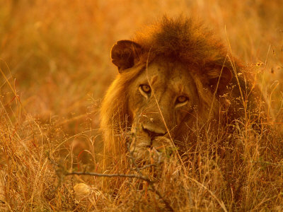 Male Lion Portrait In Evening Light, Serengeti, Tanzania by Anup Shah Pricing Limited Edition Print image