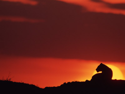 Lioness Silhouetted Against Sunset, Masai Mara, Kenya by Anup Shah Pricing Limited Edition Print image
