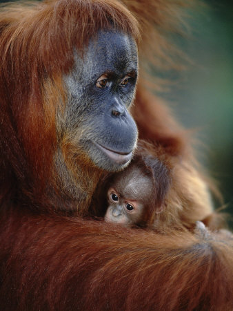 Orang Utan, Suma With Baby, Gunung Leuser National Park Sumatra Indonesia by Anup Shah Pricing Limited Edition Print image