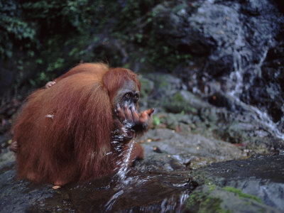 Orang Utan Drinking In River, (Pongo Abelii) Gunung Leuser National Park, Indonesia by Anup Shah Pricing Limited Edition Print image