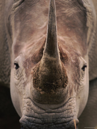 Close-Up Of Horn And Head Of White Rhinoceros, Lake Nakuru National Park, Kenya, East Africa by Anup Shah Pricing Limited Edition Print image