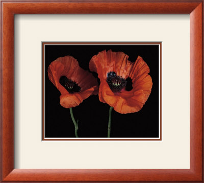 Papaver Orientale Ii by Derek Harris Pricing Limited Edition Print image