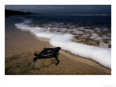 Newly Hatched Leatherback Turtle Crawling Into The Surf, Playa Grande Beach, Costa Rica by Steve Winter Pricing Limited Edition Print image