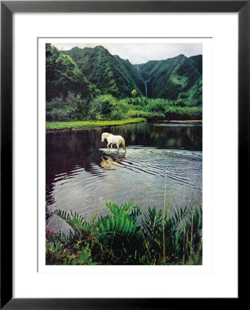Horse Wading In Stream Amid Hills In Papera Region, South Seas by Eliot Elisofon Pricing Limited Edition Print image