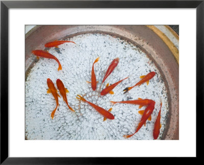 Goldfish In Pan, Old Town, Lijiang, Yunnan Province, China by Walter Bibikow Pricing Limited Edition Print image