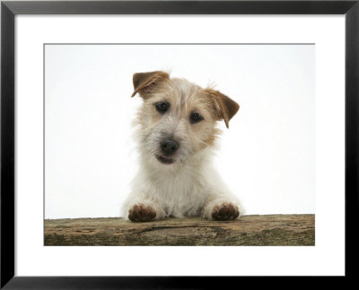 Jack Russell Terrier Bitch With Paws Up, Looking Over A Rail by Jane Burton Pricing Limited Edition Print image