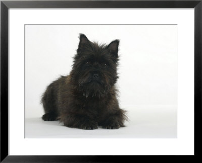 Black Cairn Terrier Lying Down With Head Up by Petra Wegner Pricing Limited Edition Print image