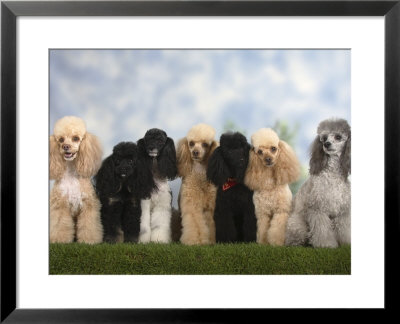 Seven Miniature Poodles Of Different Coat Colours To Show The Coat Colour Variation by Petra Wegner Pricing Limited Edition Print image