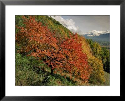 Tree With Red Autumnal Foliage, Near Chambery, Savoie, Rhone Alpes, France by Michael Busselle Pricing Limited Edition Print image
