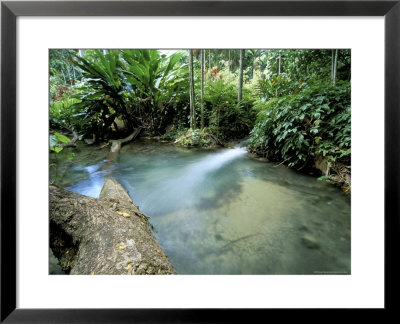 Tropical Forest, Shaw Park, Ocho Rios, Jamaica, West Indies, Central America by Sergio Pitamitz Pricing Limited Edition Print image