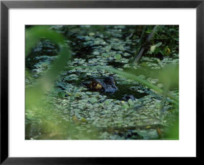 Black Alligator (Yakare), Parque Nacional Madidi, Bolivia, South America by Marco Simoni Pricing Limited Edition Print image