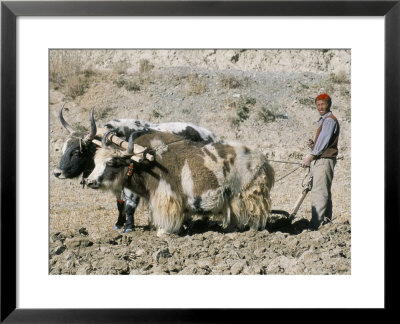 Yak-Drawn Plough In Barley Field High On Tibetan Plateau, Tibet, China by Tony Waltham Pricing Limited Edition Print image