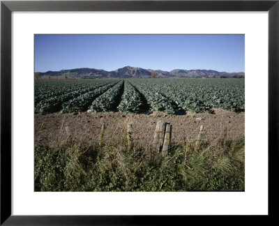 Fields Of Broccoli In Agricultural Area, Gisborne, East Coast, North Island, New Zealand by D H Webster Pricing Limited Edition Print image