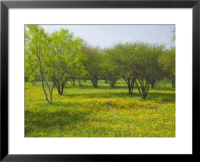 Oak Trees And Wildflowers Bloom Near Cuero, Texas, Usa by Darrell Gulin Pricing Limited Edition Print image