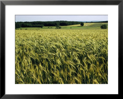 Grain Field, Agricultural Landscape, Near Retz, Lower Austria, Austria, Europe by Ken Gillham Pricing Limited Edition Print image
