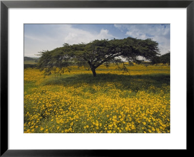 Acacia Tree And Yellow Meskel Flowers In Bloom After The Rains, Green Fertile Fields, Ethiopia by Gavin Hellier Pricing Limited Edition Print image