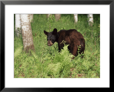 Black Bear Cub (Ursus Americanus), In Captivity, Sandstone, Minnesota, Usa by James Hager Pricing Limited Edition Print image