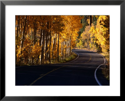 Aspens In Autumn On Road Around June Lake Loop, Eastern Sierra Nevada, June Lake, Usa by Nicholas Pavloff Pricing Limited Edition Print image