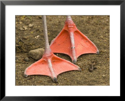 Chilean Flamingo, Native To South America by Tim Laman Pricing Limited Edition Print image
