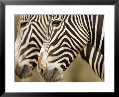 Closeup Of Two Grevys Zebra's Faces by Tim Laman Pricing Limited Edition Print image