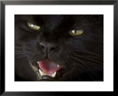 Black Cat In Burwell, Nebraska by Joel Sartore Pricing Limited Edition Print image