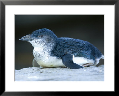 Blue Penguin Sits On A Rock At The Henry Doorly Zoo In Nebraska by Joel Sartore Pricing Limited Edition Print image