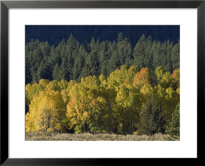 Aspen Fall Colors Near Mammoth Lakes In The Eastern Sierra Mountains, California by Rich Reid Pricing Limited Edition Print image