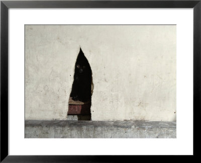Black Cat Peers Out From Its Hideaway, Tsukiji Fish Market, Japan by James L. Stanfield Pricing Limited Edition Print image