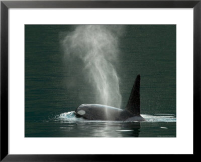 Killer Whale In Johnstone Strait Near Vancounver Island, British Columbia, Canada by Ralph Lee Hopkins Pricing Limited Edition Print image
