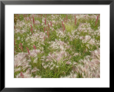 Flowers And Grasses In The Wind by Skip Brown Pricing Limited Edition Print image