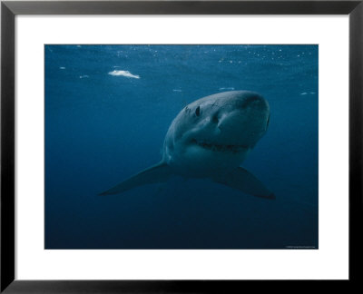 Great White Shark, Australia by Bill Curtsinger Pricing Limited Edition Print image