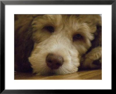 Puppy Rests On A Wood Floor, Lincoln, Nebraska by Joel Sartore Pricing Limited Edition Print image