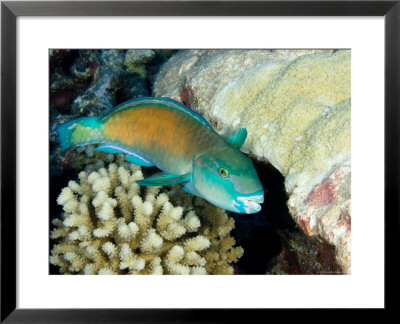 Parrotfish With Coral, Takapoto Atoll, French Polynesia by Tim Laman Pricing Limited Edition Print image