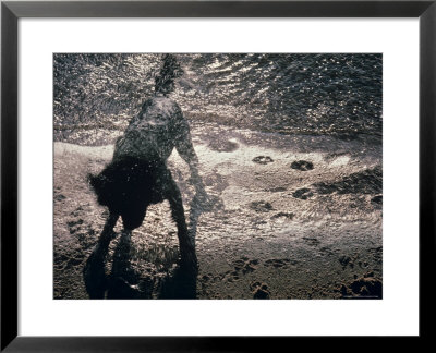 Labrador Retriever Shakes Off Water From The River by Kenneth Garrett Pricing Limited Edition Print image