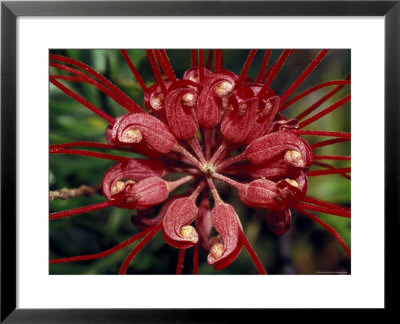 Startling Bright Red Grevillea Flower Petals, Pollen And Stamen, North Carlton, Australia by Jason Edwards Pricing Limited Edition Print image