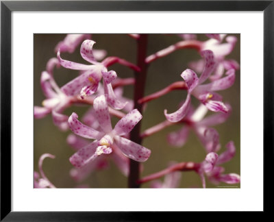 The Delicate Vivid Pink Flowers Of The Spotted Hyacinth Orchid, Yellingbo Nature Reserve, Australia by Jason Edwards Pricing Limited Edition Print image