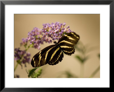Zebra Winged Butterfly At The Lincoln Children's Zoo, Nebraska by Joel Sartore Pricing Limited Edition Print image